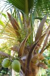 A Coco Palm in bloom off outdoor patio